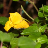 Impatiens repens Moon ex Wight